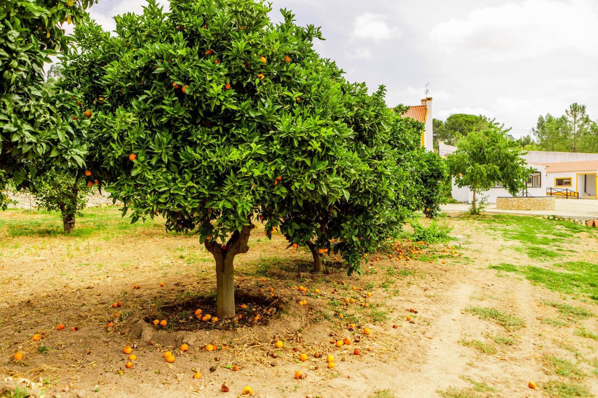 Quinta O Refugio Villa Azambuja Dış mekan fotoğraf