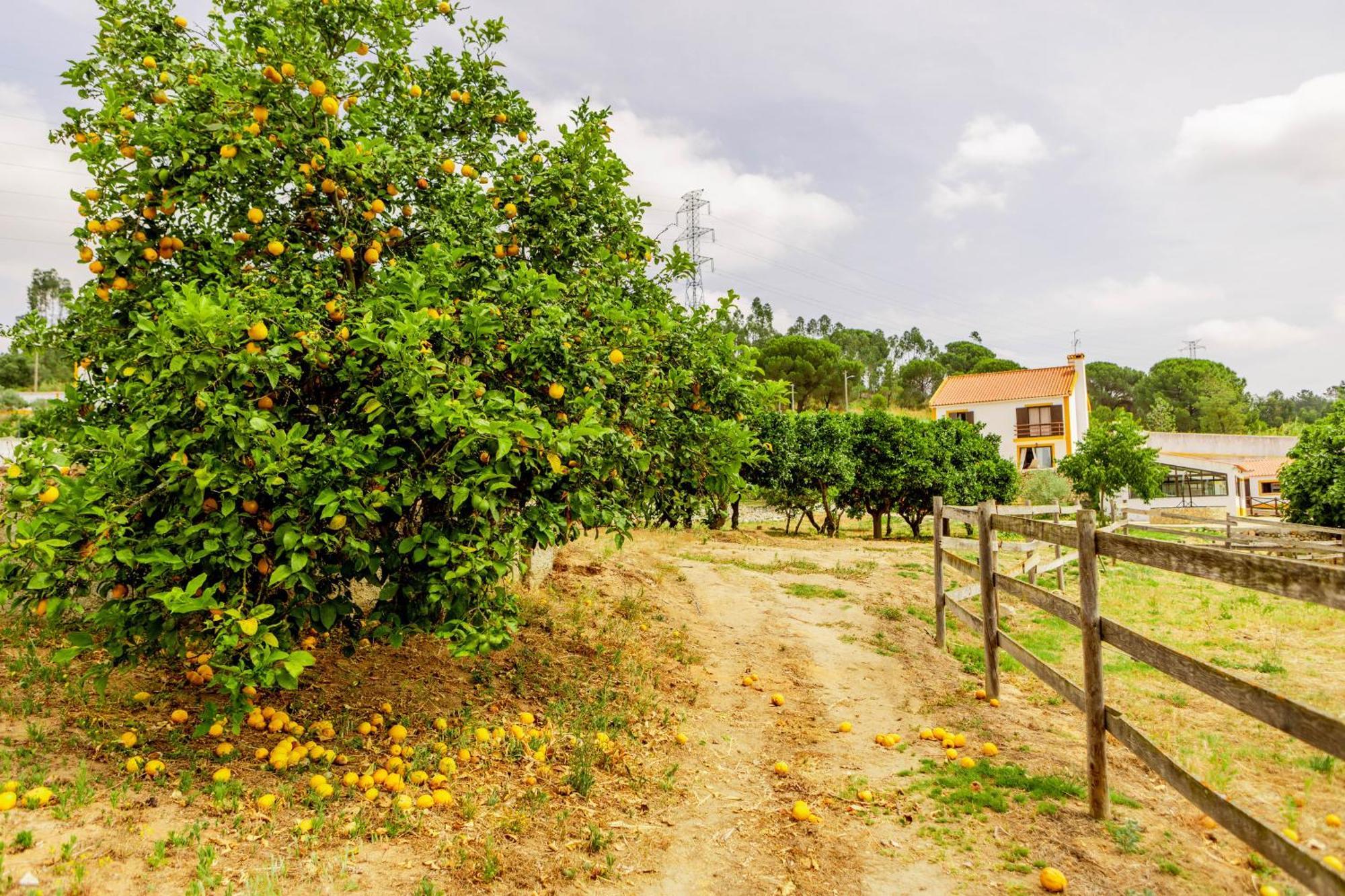 Quinta O Refugio Villa Azambuja Dış mekan fotoğraf